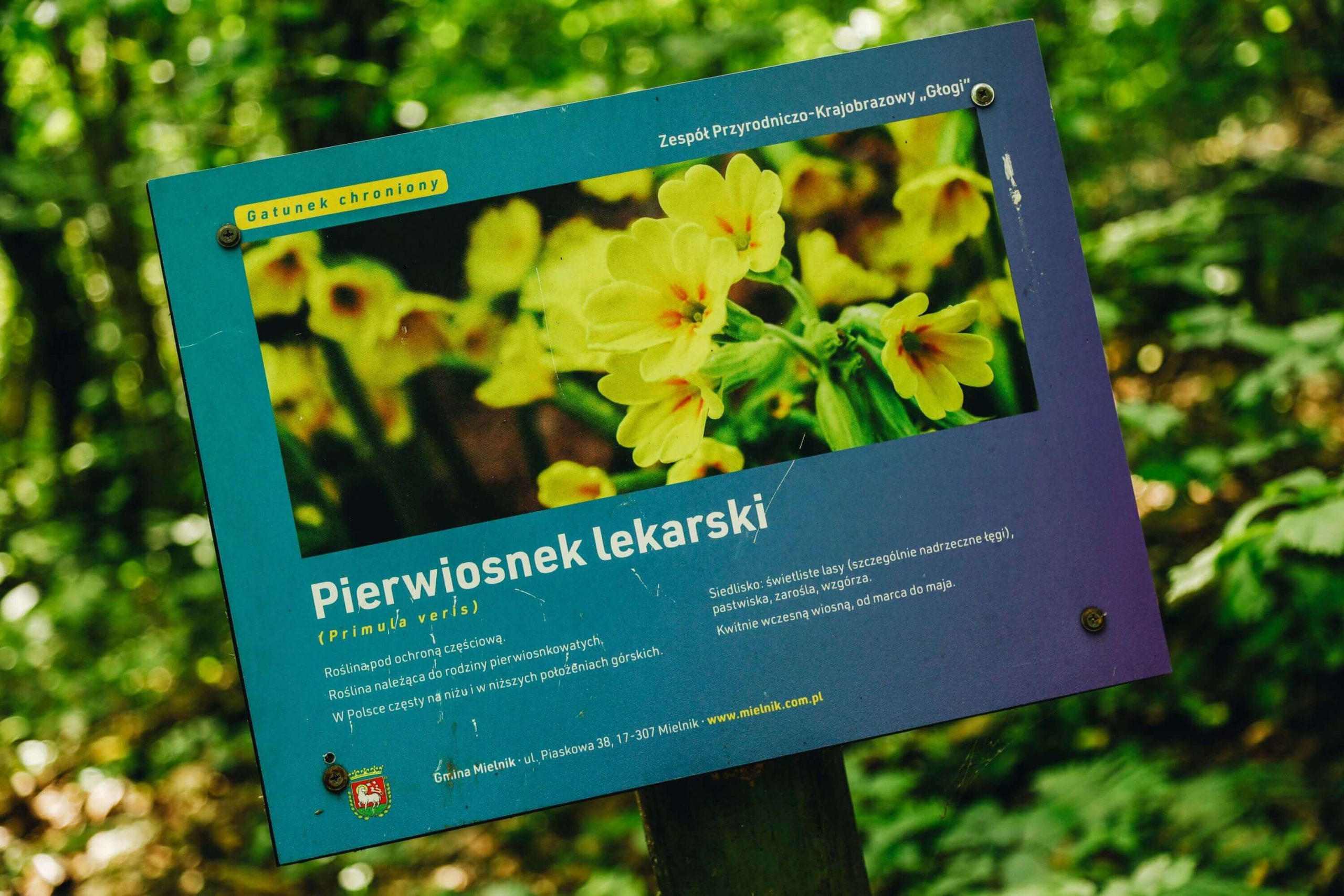 Tabliczka informacyjna na temat rośliny chronionej.