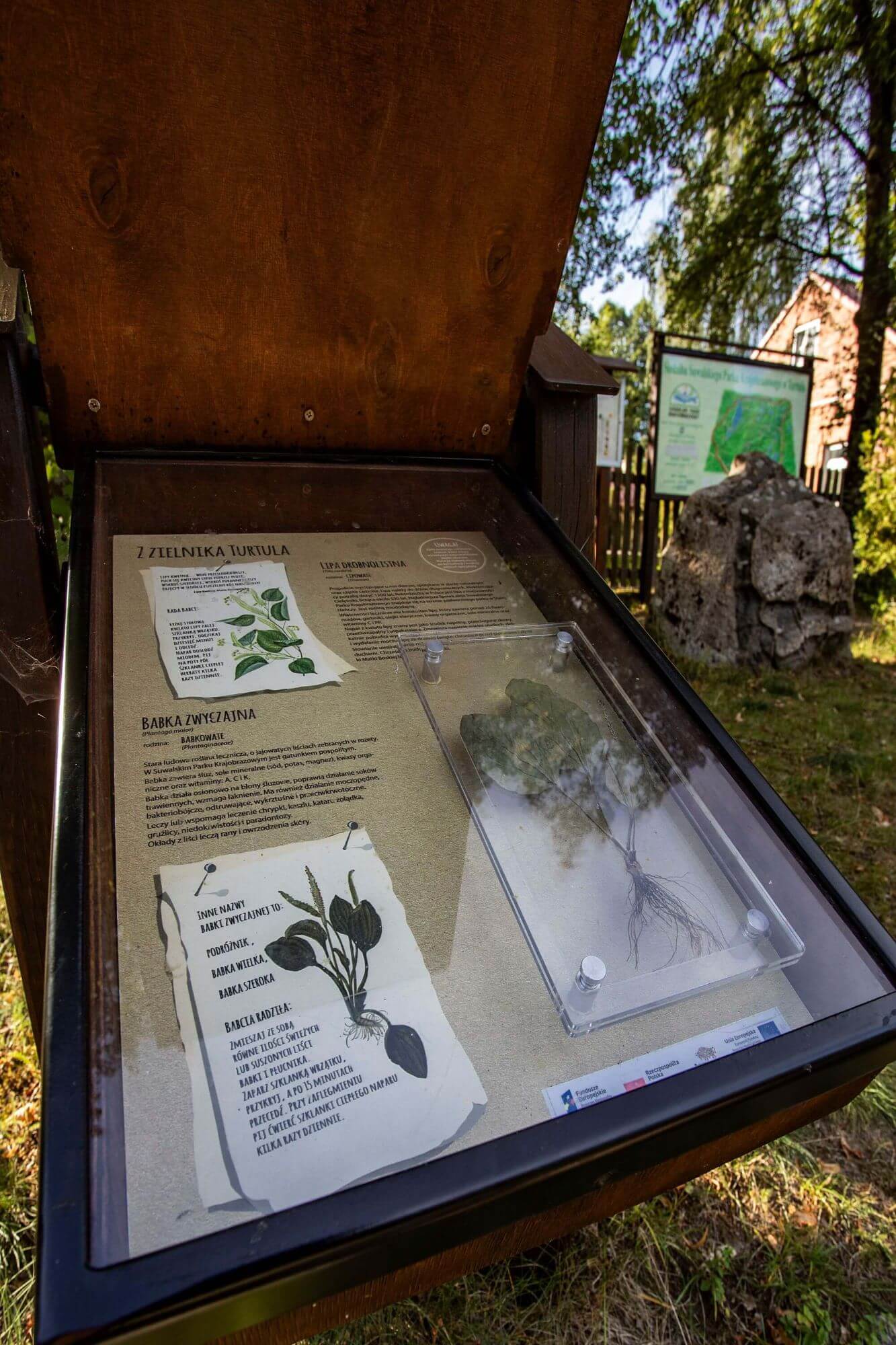 Gablota edukacyjna dotycząca roślin
